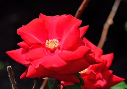 Brick Red Rose