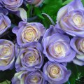 Cream Rose With Purple Border