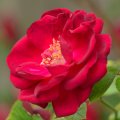 Ravishing Red Rose