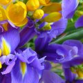 Freesias and irises