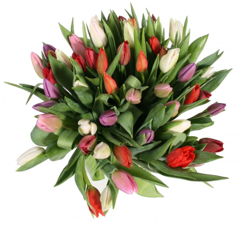 multi_colored_tulips.jpg