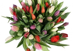 Multi_Colored Tulips