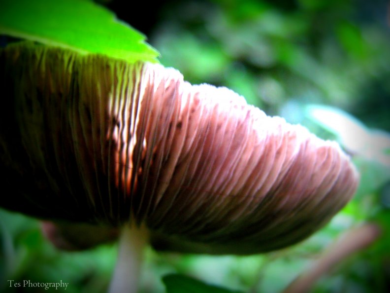mushroom_after_the_rain.jpg
