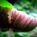 Mushroom After The Rain