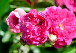 Pink Macro Rose