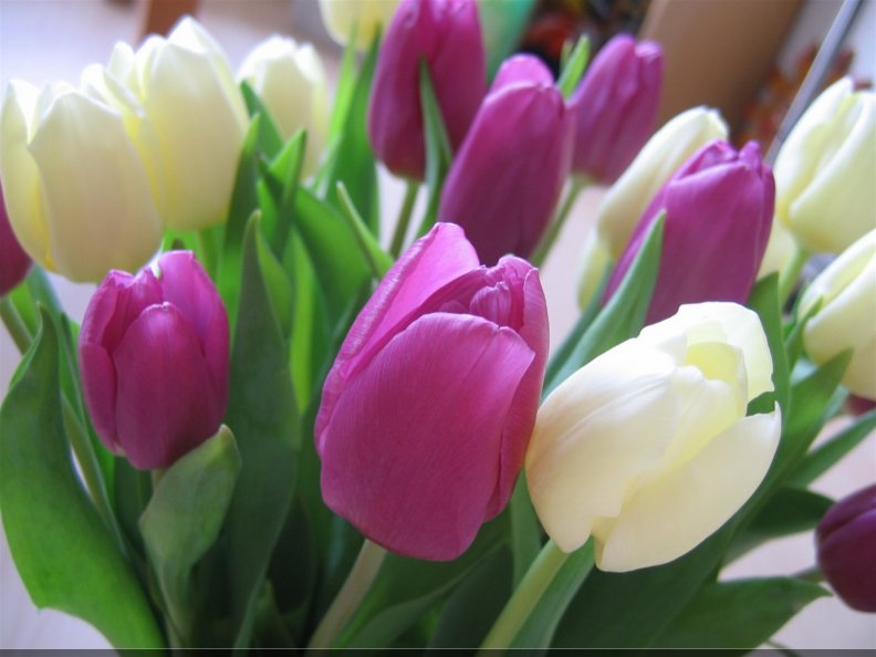 purple_and_white_tulips.jpg