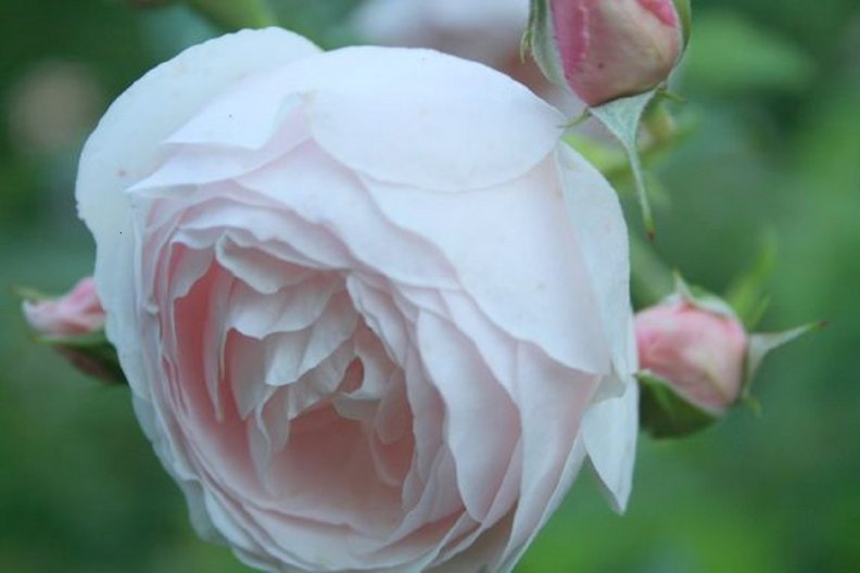 lovely_pink_rose.jpg