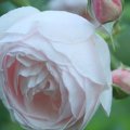 lovely pink rose