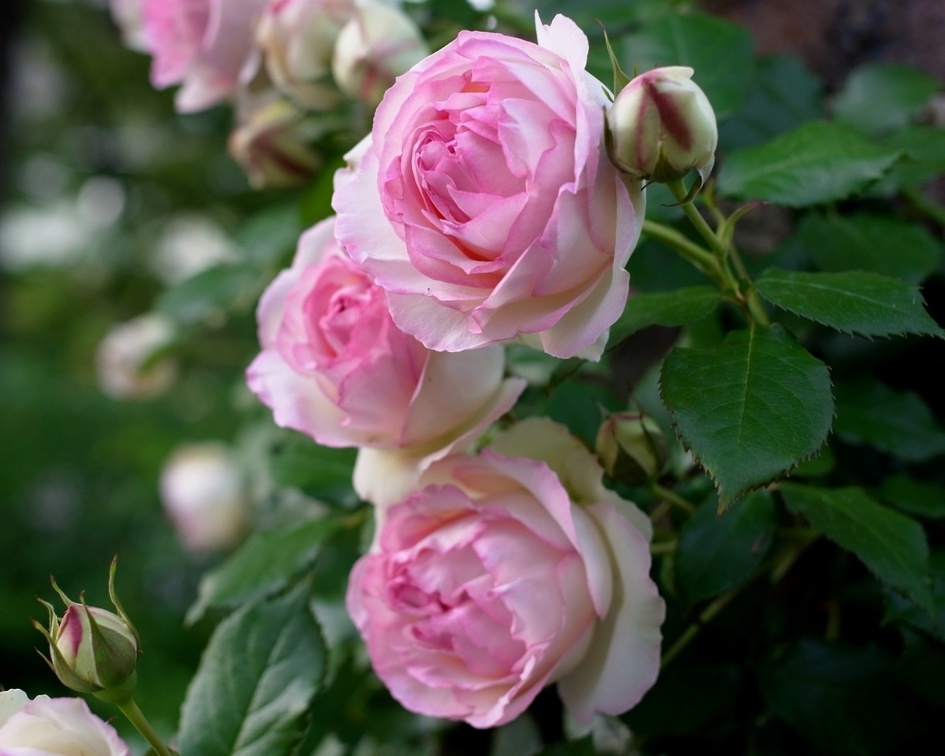 lovely pink garden roses
