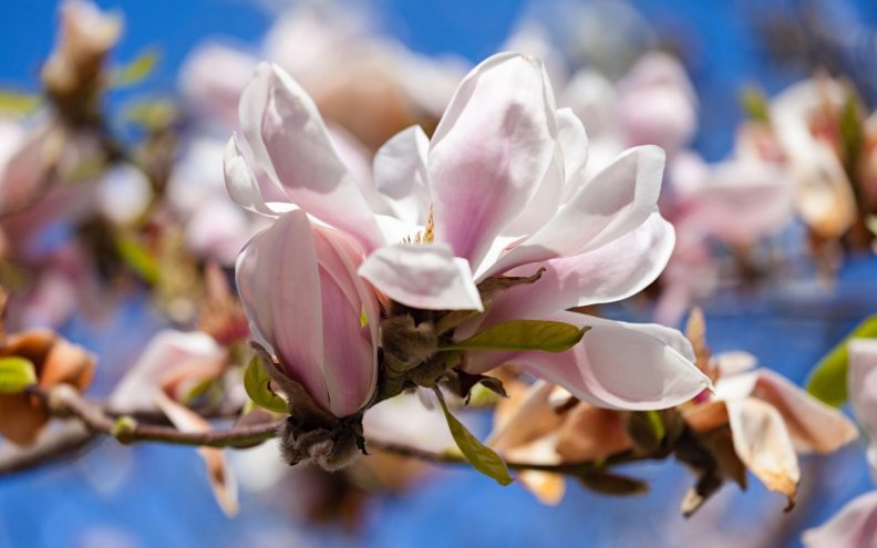 magnolia_bloom.jpg