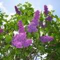 Dark Purple Lilac