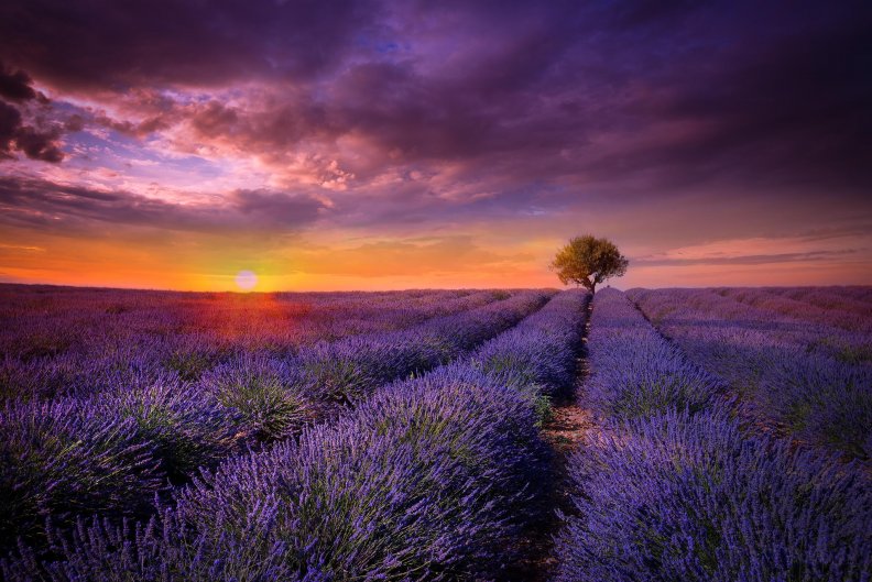 lavender_sunset.jpg