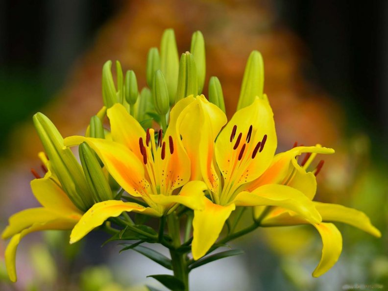 yellow_daylilies.jpg