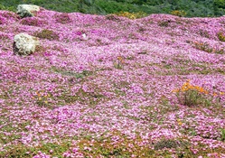 Wild Flowers near Big Sur, California