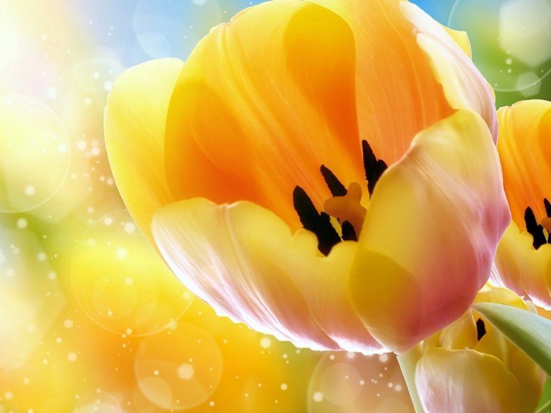 yellow_tulips.jpg