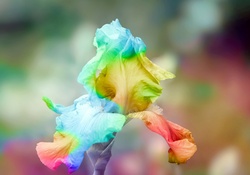 Rainbow iris