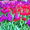 Beautilful Tulips
