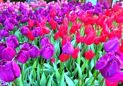 Beautilful Tulips