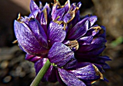 Dying Purple flower