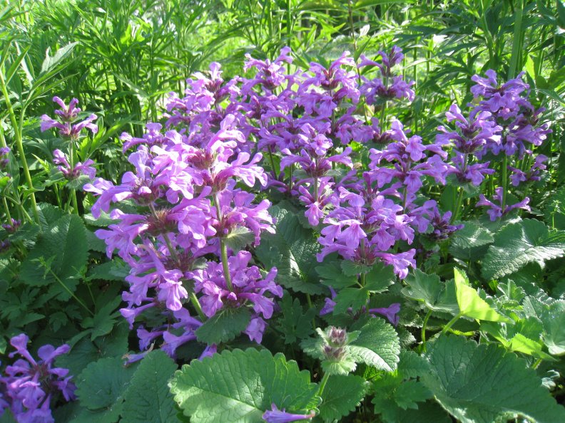 purple_flowers.jpg