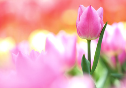 * Pink tulips *