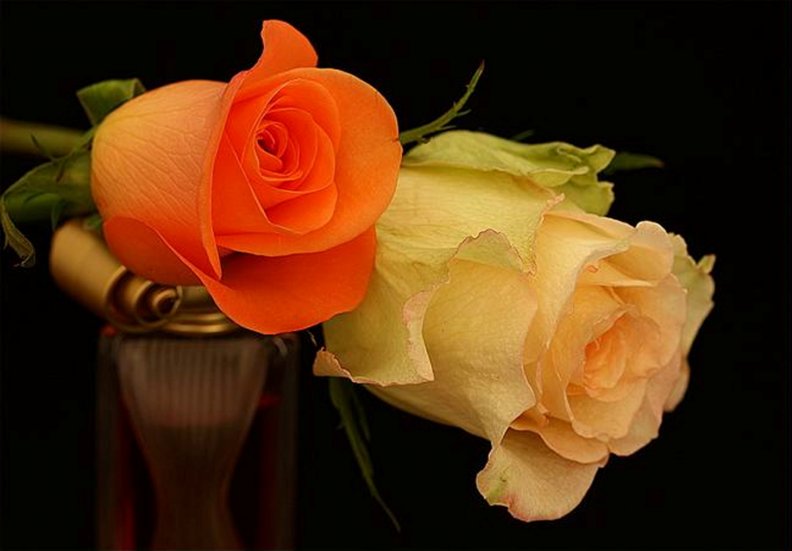 two_beautiful_roses.jpg