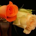 Two beautiful roses
