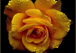 ROSE WITH WATER DROPLETS