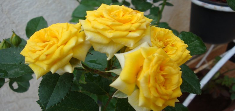 bunch_of_yellow_roses.jpg