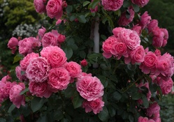 * Roses *