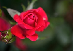 Morning Rose