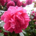Rose in the Bucharest Botanical Garden