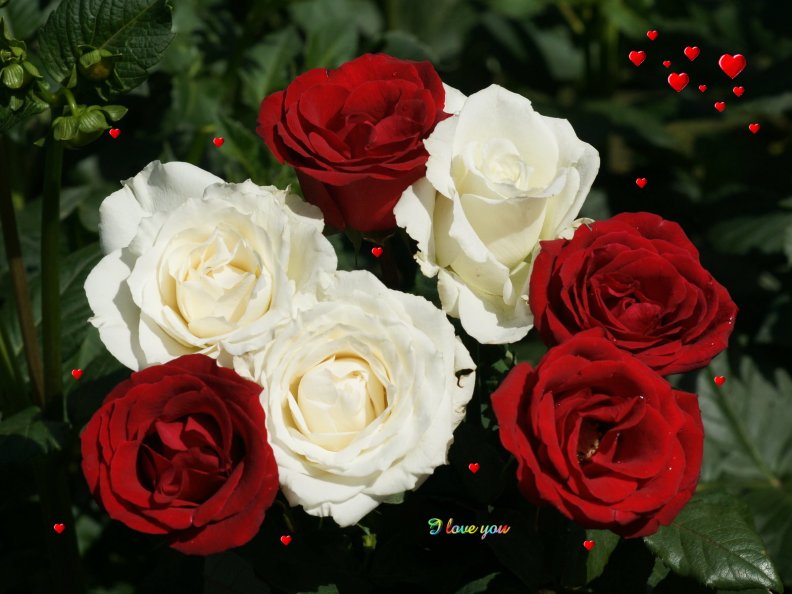 lovely_roses.jpg