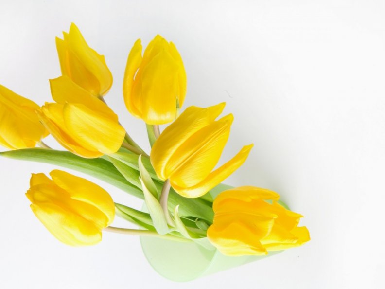 Download Yellow Tulips Download HD Wallpapers and Free Images