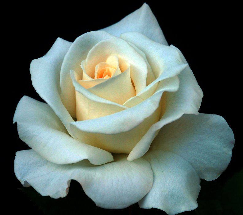 beautiful_white_rose.jpg