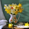 * Daffodils *