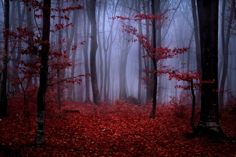 Misty Autumn
