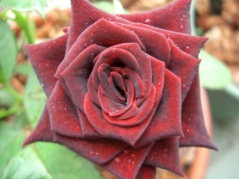 red_rose_bloom.jpg