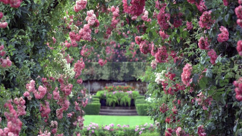 beautiful_rose_garden.jpg