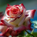 Beautiful Blushing Rose