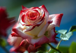 Beautiful Blushing Rose