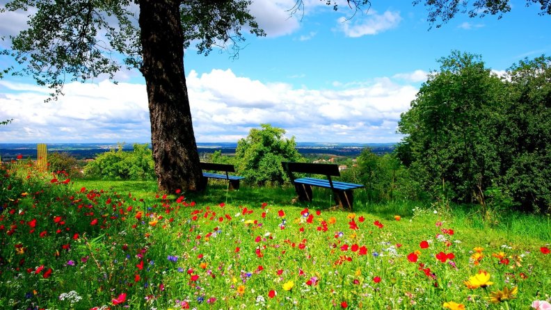 wildflowers on a hilltop park overlook
