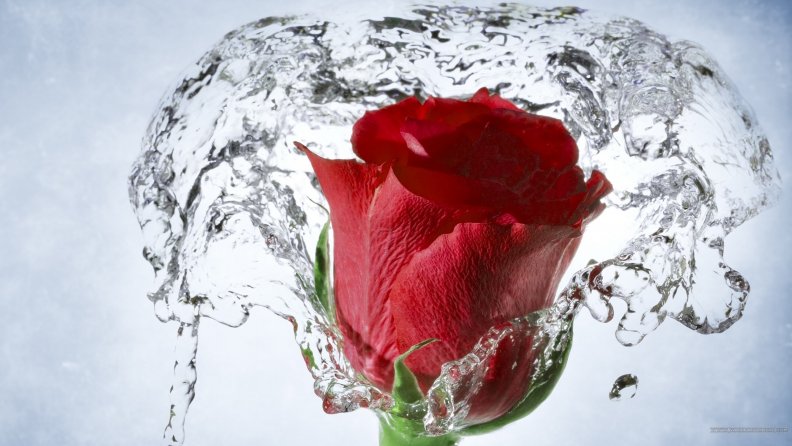 Red Rose Splash