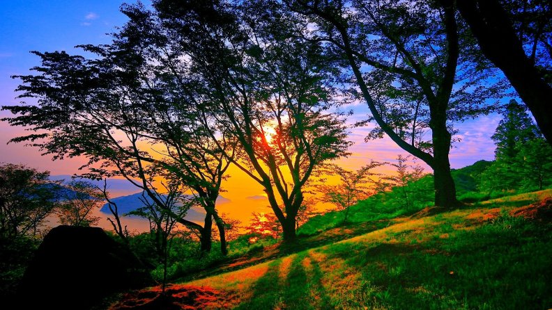 sunrise through trees on hillside