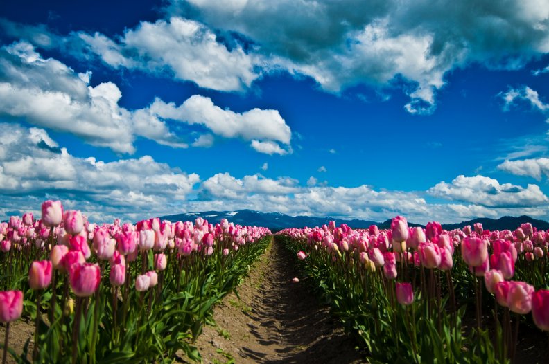 tulips_and_skies.jpg