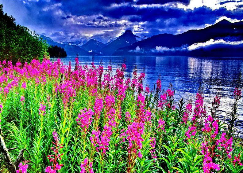 lakeshore_flowers.jpg