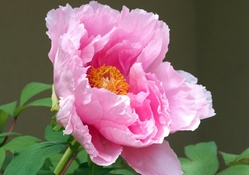 peony lovely pink