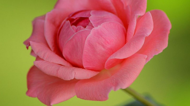 pretty_pink_rose.jpg
