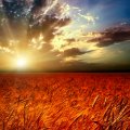 Sunset in red field