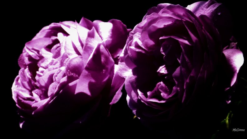 gothic_purple_roses.jpg